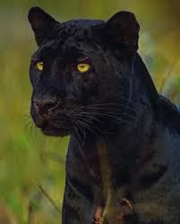 Big Black Cat Yellow Eyes Yellow Eyes Black Color Simply Beautiful Capture Photo Credi Animals Beautiful Beautiful Cats Wild Cats