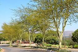 Image result for Acacia xanthophloea