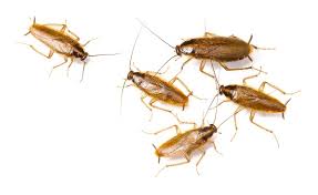 It usually happens that you might have unwanted visitors in your home, office, and other places that get affected by those little creepy crawlers. Cockroaches Syngenta Professional Pest Management