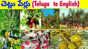 Check spelling or type a new query. Best Of Trees Names In English And Telugu Free Watch Download Todaypk