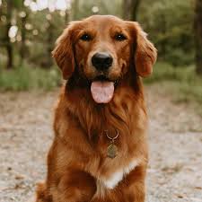 Premier golden retriever breeders for golden retriever puppies in four colors white cream, light blonde, caramel, and auburn. Golden Retriever Puppies Kc Mo Guide Pets News And Review