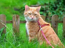 6 Reasons You Might Let Your Cat Out And Why Not To Petfinder