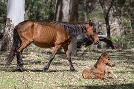 Brumbies live in herds of around 20 individuals. All About The Brumby Australia S Controversial Feral Horse