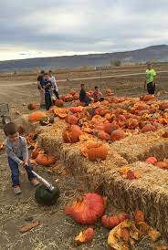 We Found The Best Pumpkin Farms To Visit This Fall Pumpkin Farm Pumpkin Patch Farm Pumpkin Patch
