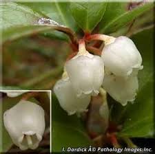 Image result for Galenia procumbens