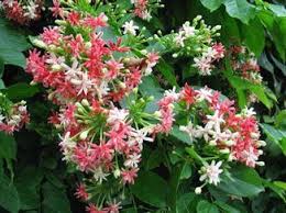 Image result for Combretum holstii