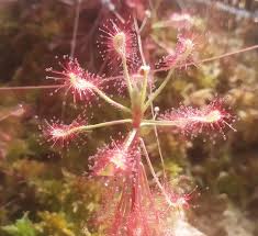 Image result for Drosera madagascariensis