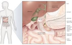 A faint rattle or gurgling sound may be heard as the patient tries to breathe in and out. Liver Cancer Signs Symptoms And Complications