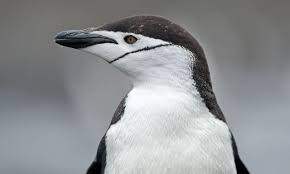 Chinstrap penguins largely forage diurnally near their colonies during the breeding season, although nocturnal foraging is also regularly observed. Global Penguin Society