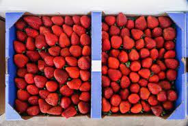 Let the berries soak for about five minutes. Strawberry Flat Carlsbad Grown