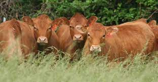 57 Beef Cattle Operation Ideas Beef Cattle Cattle Hereford Cattle