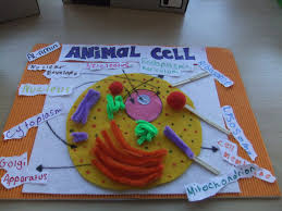 Maybe you would like to learn more about one of these? Dixons Cottingley Academy On Twitter Year 7 Students Were Asked To Make Amp Label A 3d Model Of A Plant Animal Cell Well Done Al Amin Samar Harris Amp Zakria Fantastic Work Https T Co Ougprkxj5l