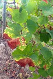 Image result for Pseudopeziza tracheiphila