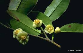 Image result for Clusiaceae