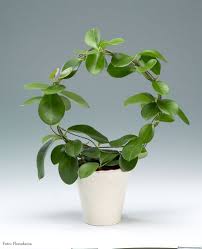 Zimmerpflanzen Da Bluh Ich Auf