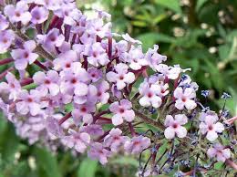 Image result for Jamesbrittenia burkeana