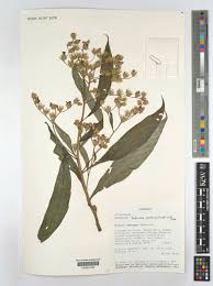 Image result for Bothriocline longipes