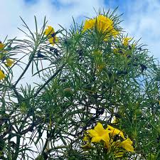 Image result for Cascabela