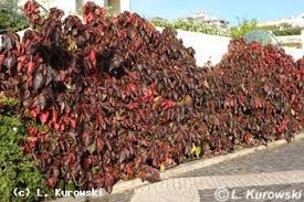 Image result for Acalypha lanceolata