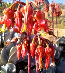 Image result for Cotyledon barbeyi