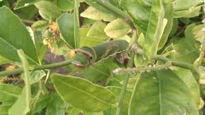 Image result for Vepris bachmannii