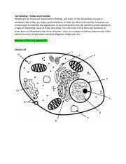 5th grade science and biology. Animal Cell Labeling Pdf Cell Membrane Lysosome Ribosome Mitochondria Golgi Body Rough Er Nucleus Vacuole Nucleolus Smooth Er Cytoplasm Nuclear Course Hero