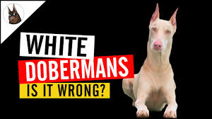 White Doberman Vs Albino Doberman So Similar Yet So Different
