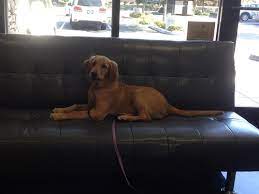 San elijo state beach was one of our favorite coastal campgrounds. Advanced Veterinary Care Of San Elijo Dogs Pets Care Supplies Cats Veterinarians San Marcos Chamber Of Commerce