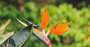 Image result for Strelitzia nicolai