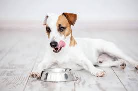 How often should i feed my puppy. How Much Should I Feed My Dog And How Often Get The Answer Now Tractive