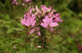 Image result for Cleome stricta