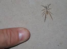 Nov 28, 2019 · while they look like giant spiders, camel crickets do not have fangs and will not bite human beings. Pin On All Things Spider