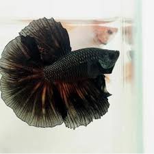 Pin By Cesar Ejerta On Betta Fighting Fish Betta Fish Betta Beautiful Fish