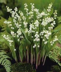 When should you plant lily of the valley? Lilly Of The Valley Planting Flowers Lily Of The Valley Plants