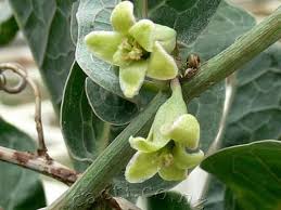 Image result for Adenia repanda