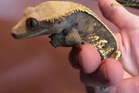 Tail Less Harlequin Crested Gecko For Sale Tortoise For Sale Baby Turtles For Sale Online Tortoise Breeders Near Me