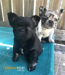 Lilac merle quad fluffy carrier. Fluffy French Bulldog Puppies In 2021 Bulldog Puppies French Bulldog Puppies Baby French Bulldog