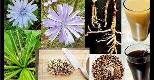 فوائد الهندباء dandelion كثيرة و متعددة للجسم و خاصة في عملية تذويب حصوات الكلى و تعالج بعض الأمراض الجلدية و مدر جيد للبول إضافة إلى التخسيس وإنقاص الوزن. Ù…Ø§ Ù‡Ùˆ Ù†Ø¨Ø§Øª Ø§Ù„Ù‡Ù†Ø¯Ø¨Ø§Ø¡ ÙˆÙ…Ø§ Ù‡ÙŠ ÙÙˆØ§Ø¦Ø¯ Ù†Ø¨Ø§Øª Ø§Ù„Ù‡Ù†Ø¯Ø¨Ø§Ø¡ Ø§Ù„Ø·Ø¨ÙŠØ©