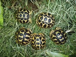Indian Star Tortoise Care And Breeding Tips