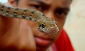 kingsnake blog Kingsnake.com Blog