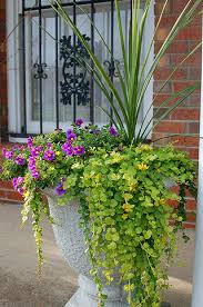 However, many people still plant it in their gardens because it makes nice ground cover. Creeping Jenny A Southern Garden