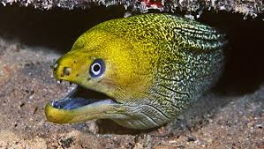 Waikiki Aquarium Undulated Moray