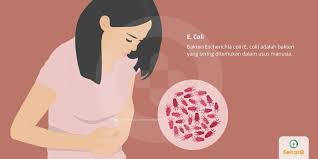 Adalah keadaan yang serius di mana kuman yang menjangkiti organ dalam badan telah memasuki saluran darah dan merebak ke seluruh badan. Infeksi Bakteri E Coli Tanda Dan Gejala Penyebab Cara Mengobati Cara Mencegah