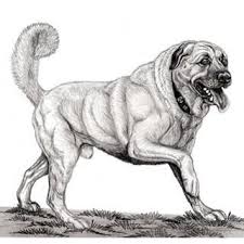 Kislaci Hashtag Instagram Tag Instagramkusu Com Kangal Dog Dog Pictures Art