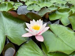 Image result for Nymphaeaceae