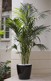 Indoor palm plants, such as palor palm and chinese fan palm, add tropical elegance to your home. Palm Tree Houseplants Tips On Growing Spindle Palm Indoors Dummer Garden Manage Gfinger Es La App De Jardineria Mas Profesional