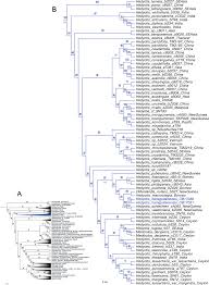 Image result for Oldenlandia echinulosa