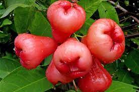 We did not find results for: 10 Jenis Buah Jambu Air Yang Manis Dan Berukuran Besar