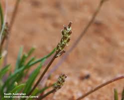 Image result for Juncaginaceae