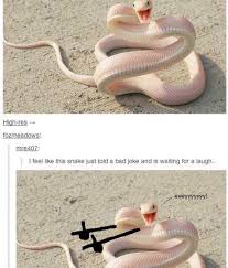 30 Quirky Tumblr Posts That Ll Get You Laughing Tumblr Funny Funny Pictures Funny Memes